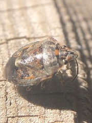 Holcogaster fibulata