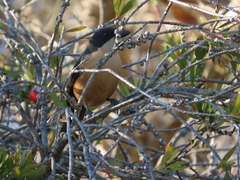 Laniarius ferrugineus