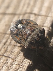 Holcogaster fibulata
