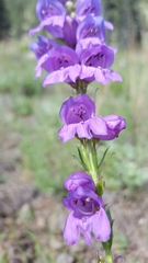Penstemon deaveri