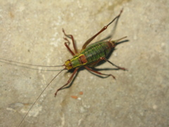 Barbitistes serricauda
