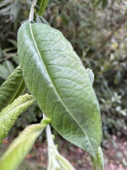 Salix hookeriana