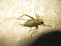 Barbitistes serricauda