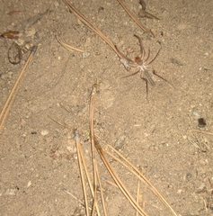 Eremobatidae