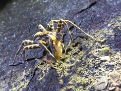 Dolomedes raptor