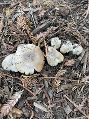 Agaricus californicus