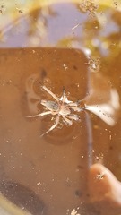 Scotophaeus blackwalli