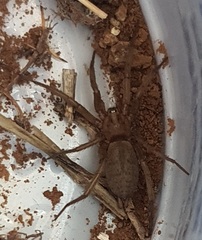 Scotophaeus blackwalli