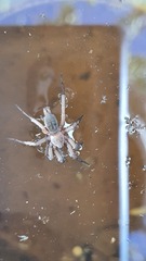 Scotophaeus blackwalli