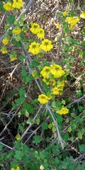 Tropaeolum brachyceras