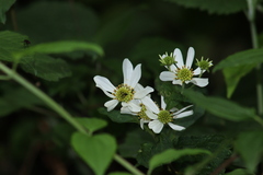 Montanoa frutescens