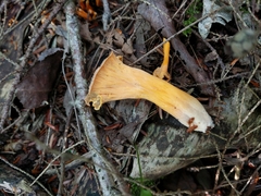 Craterellus lutescens