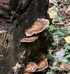 Ischnoderma resinosum