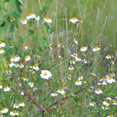 Bidens odorata