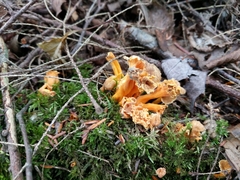 Craterellus lutescens
