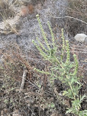 Ambrosia psilostachya