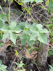 Ipomoea lindheimeri