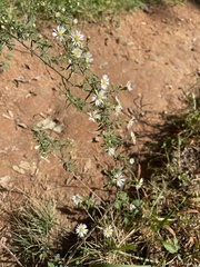 Symphyotrichum pilosum