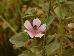 Althaea officinalis