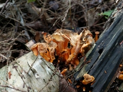 Craterellus lutescens