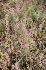 Suaeda prostrata