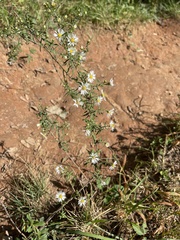 Symphyotrichum pilosum