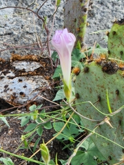 Ipomoea lindheimeri