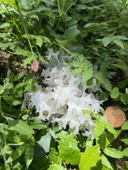 Tremella
