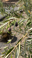 Olea europaea