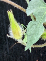 Ipomoea lindheimeri