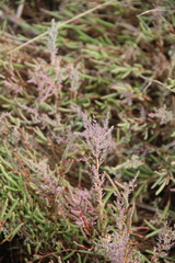 Suaeda prostrata