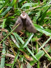 Erebidae