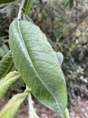 Salix hookeriana