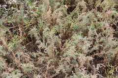 Suaeda prostrata