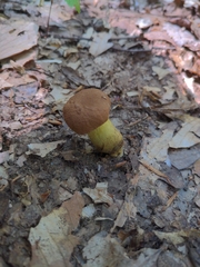 Aureoboletus