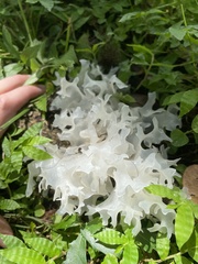 Tremella