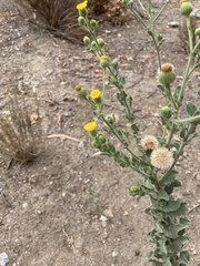 Pulicaria paludosa