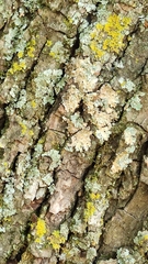 Xanthomendoza ulophyllodes