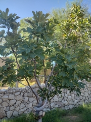 Ficus carica