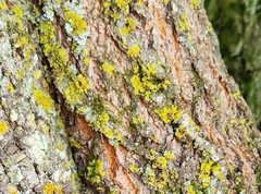 Xanthomendoza ulophyllodes