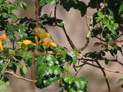 Zosterops virens capensis