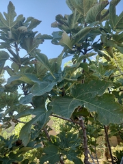 Ficus carica