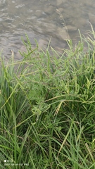 Ambrosia artemisiifolia