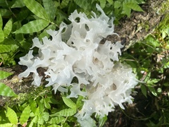 Tremella