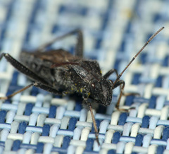 Alydus