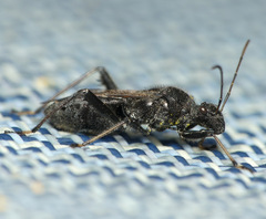 Alydus