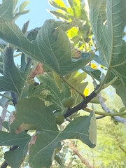 Ficus carica