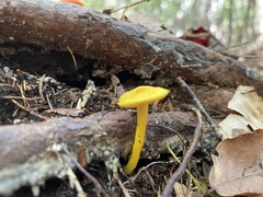 Gloioxanthomyces nitidus