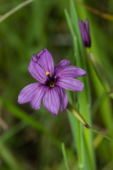 Sisyrinchium hitchcockii