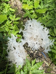 Tremella